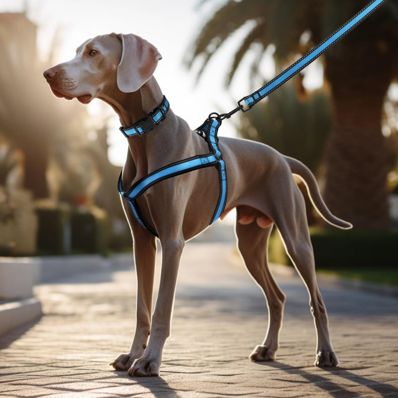 Mile High Life Night Reflective Double Adjustable Band Nylon Small Puppy Pet Dog Combo Collar Leash and Harness Set (Reflective Edge Blue, Small (Pack of 3)) - Image 2